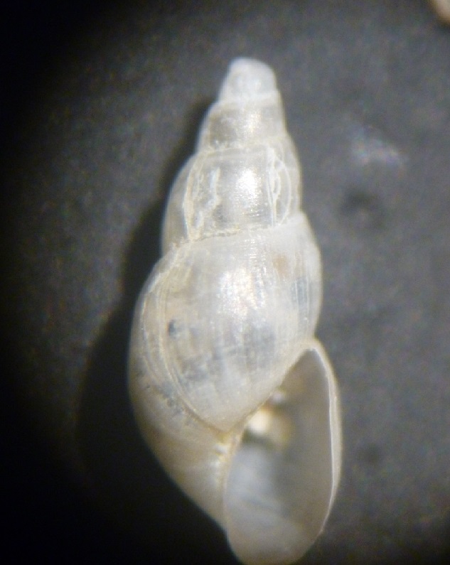 Ondina vitrea?